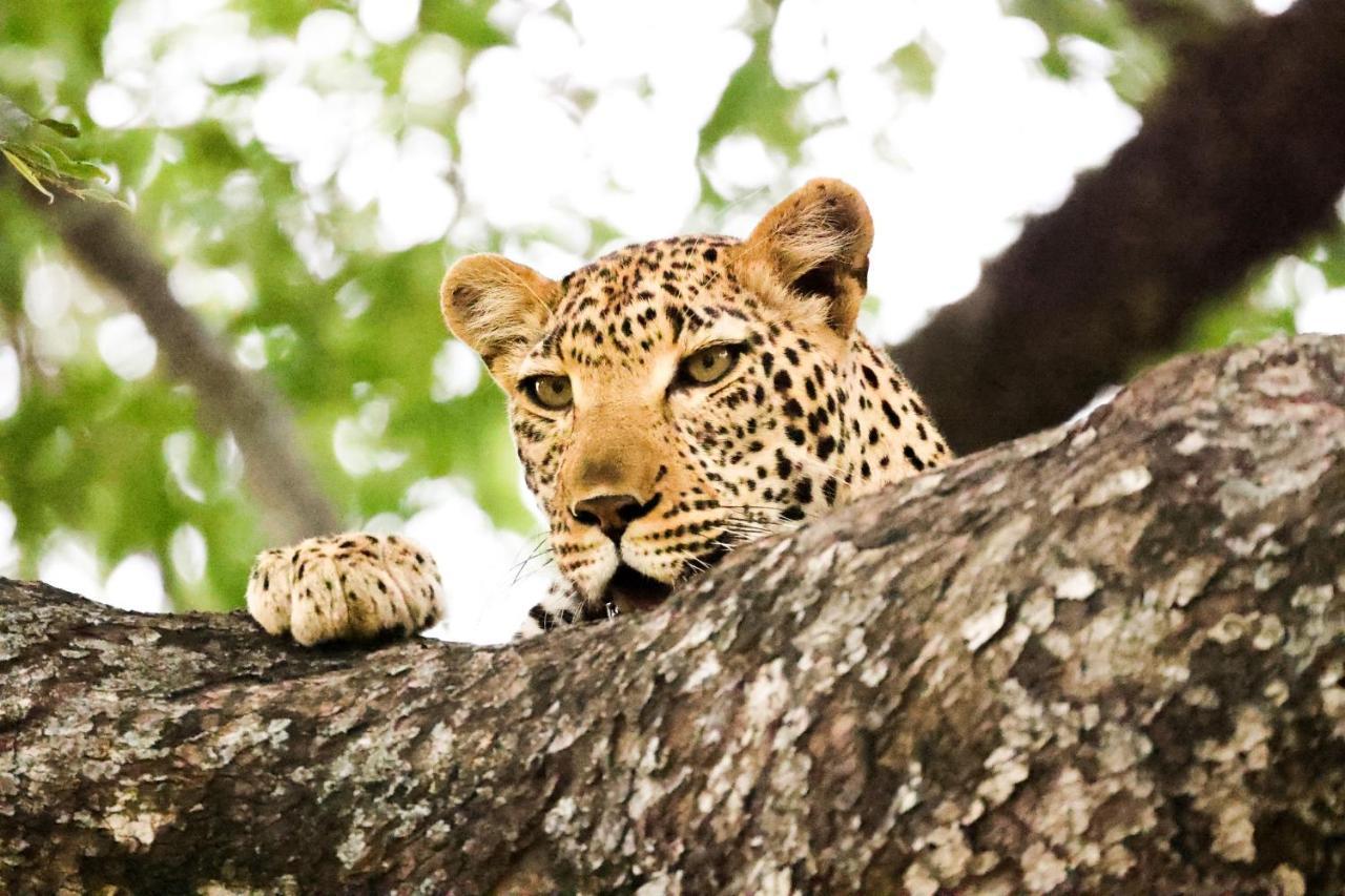 Karongwe Portfolio - Kuname Lodge Karongwe Game Reserve Exteriér fotografie