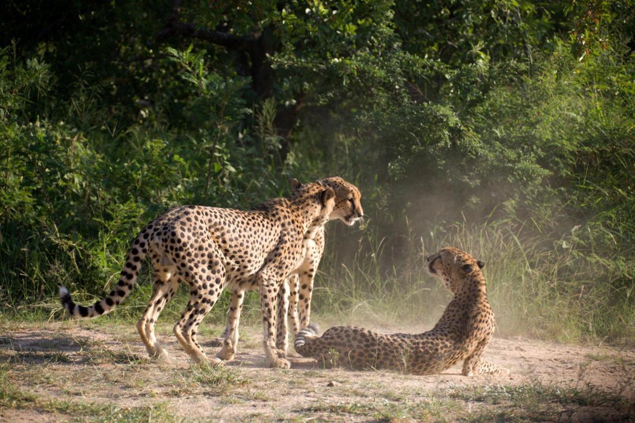 Karongwe Portfolio - Kuname Lodge Karongwe Game Reserve Exteriér fotografie