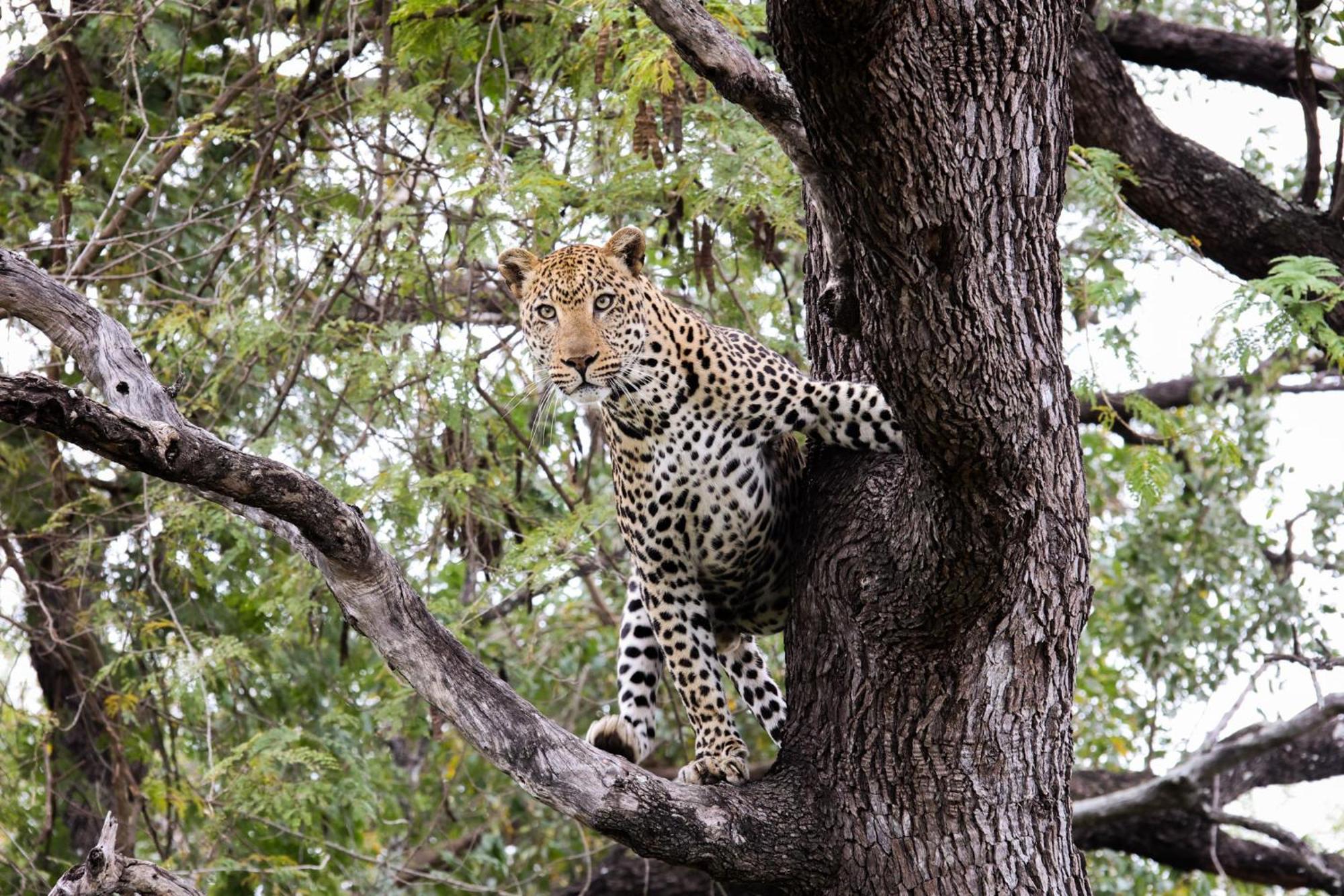 Karongwe Portfolio - Kuname Lodge Karongwe Game Reserve Exteriér fotografie
