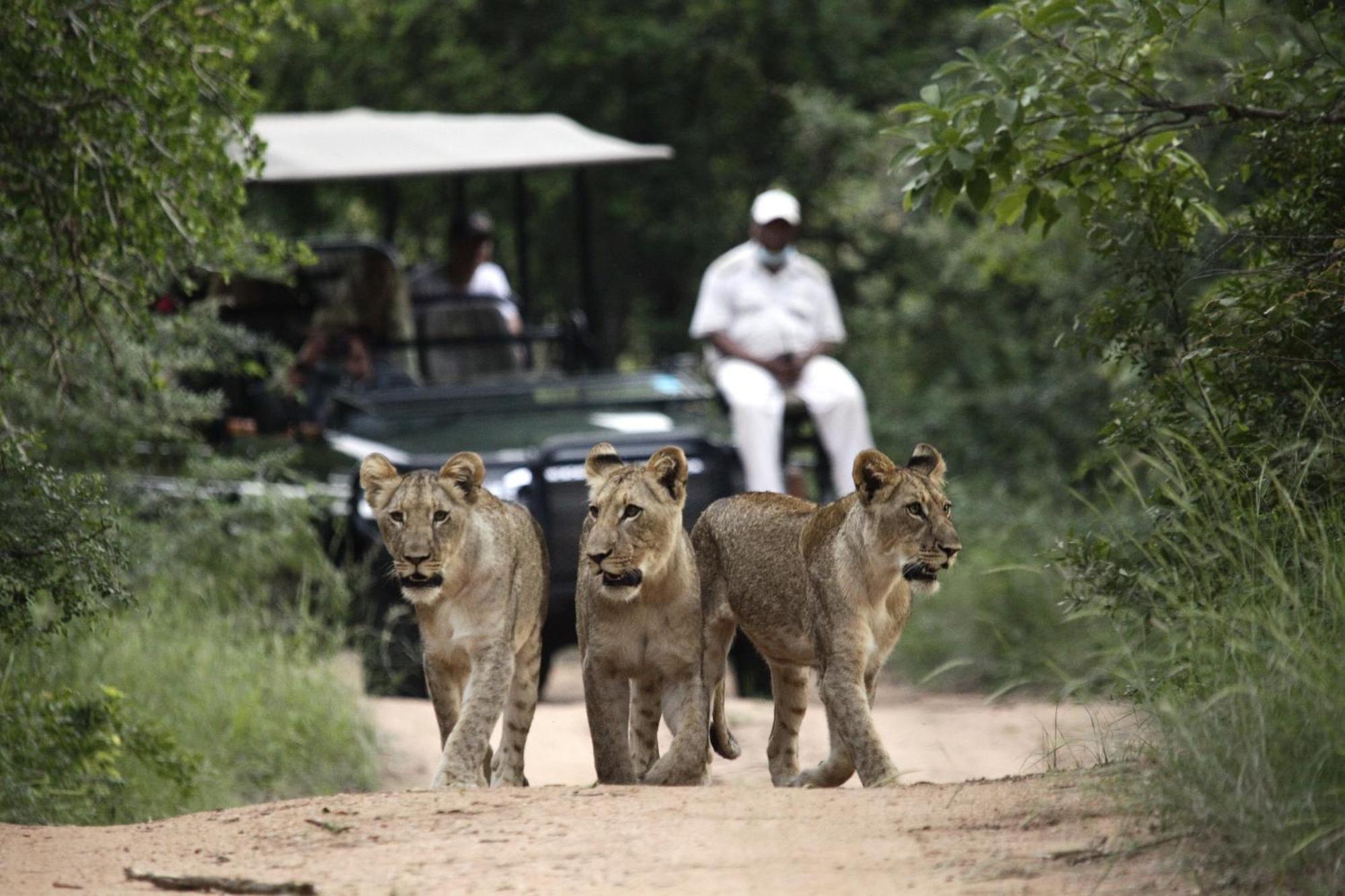 Karongwe Portfolio - Kuname Lodge Karongwe Game Reserve Exteriér fotografie